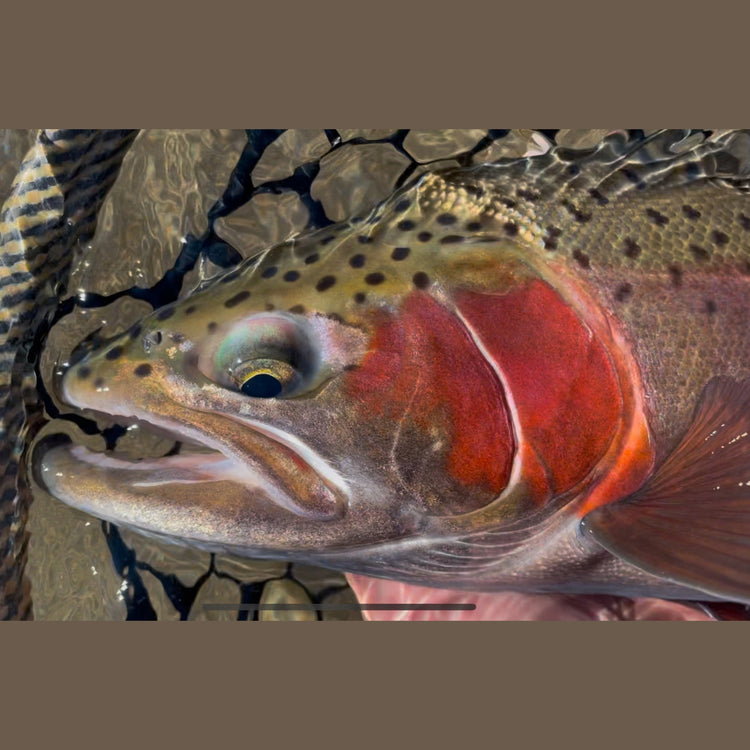 Fly Reels